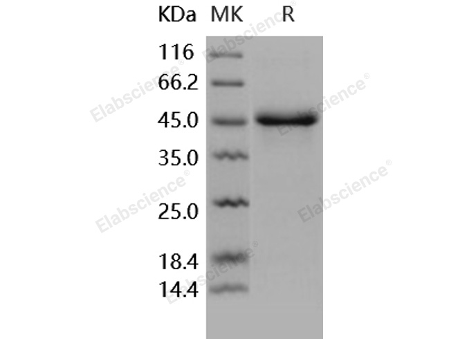Валидация Elabscience PKSH031702(2345)