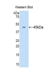 38964