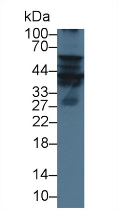 12496