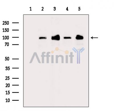 Валидация Affinity DF9714 - 22505