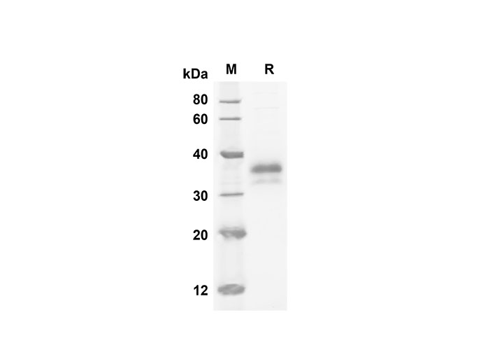 Валидация Elabscience PDMH100270(893)