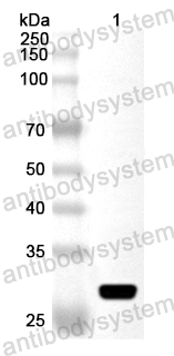 Валидация AntibodySystem PHA72901