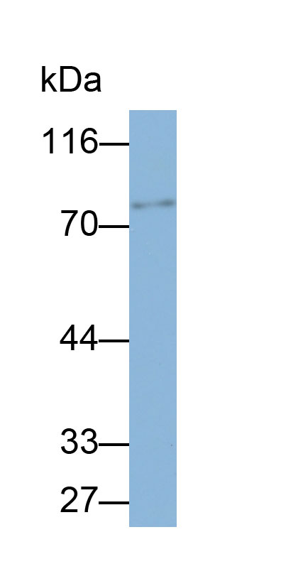 32852
