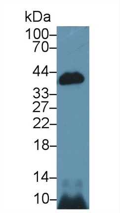 10446