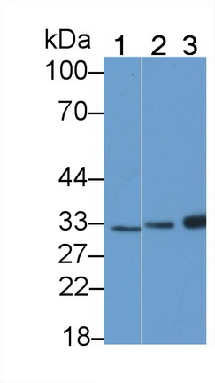 21816