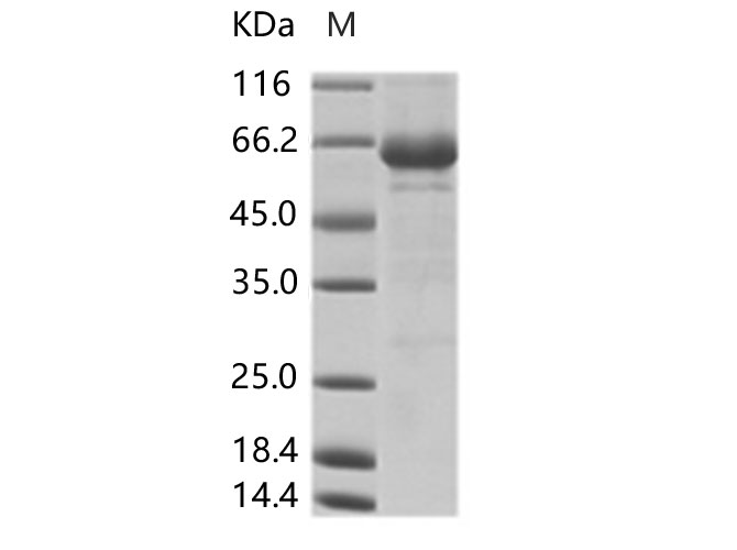 Валидация Elabscience PKSV030120(5897)