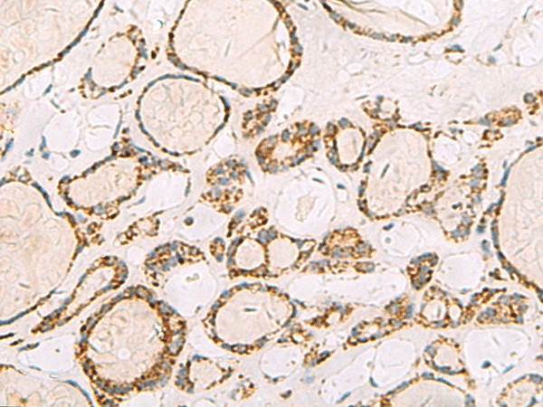 Валидация Elabscience E-AB-18797