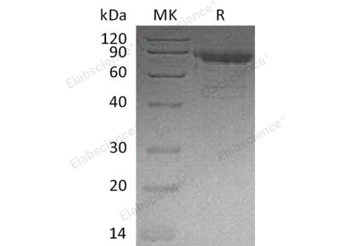 Валидация Elabscience PKSH032136(2669)