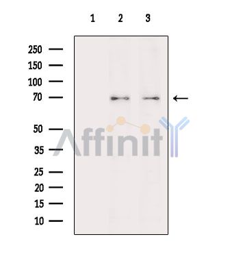 Валидация Affinity DF15275 - 11565