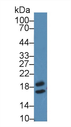 13506