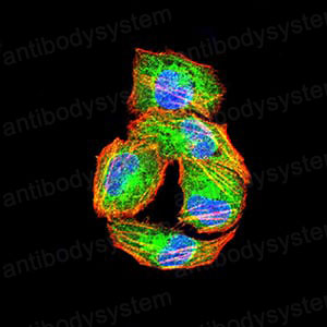 Валидация IF - AntibodySystem RHN31701