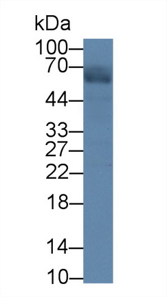 12645