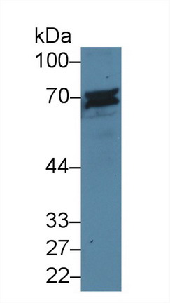 10153