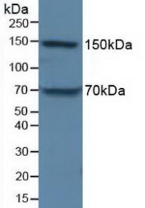4202