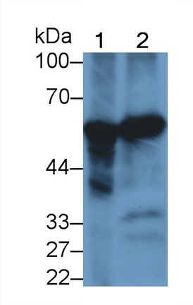 41141