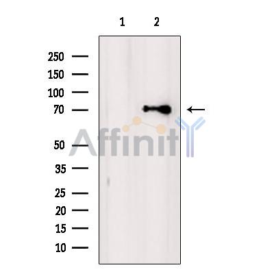 Валидация Affinity DF4321 - 15754