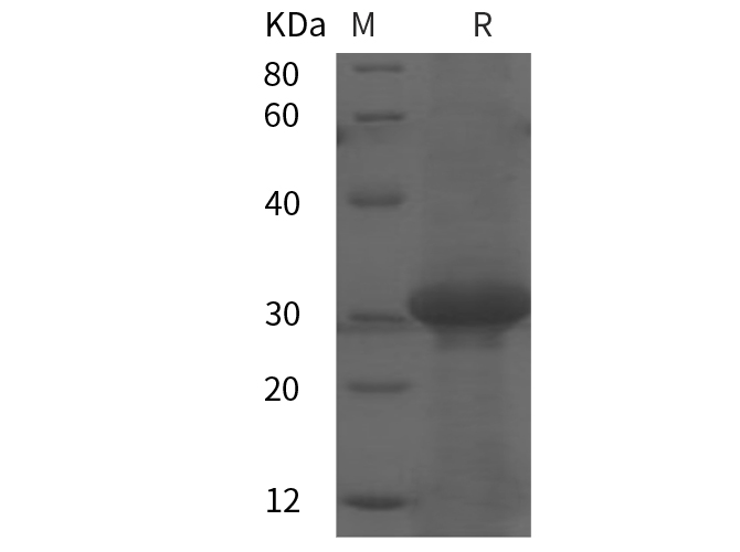 Валидация Elabscience PDEH100852(288)