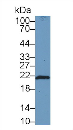 9464