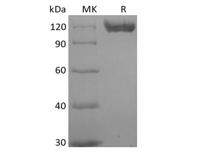 Валидация Elabscience PKSH033956(4185)