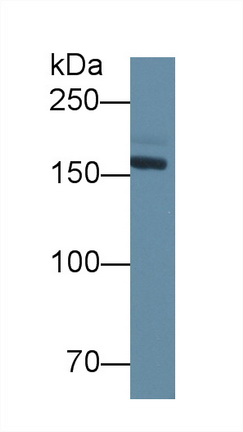 7956