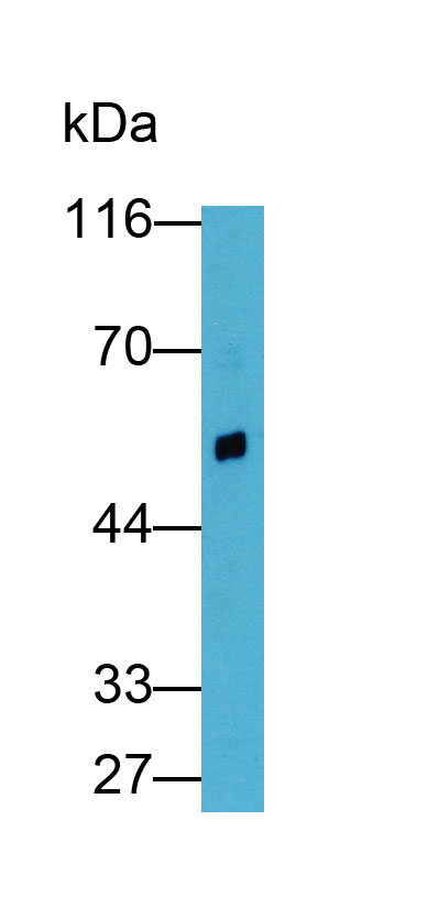 950