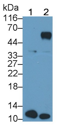 53325