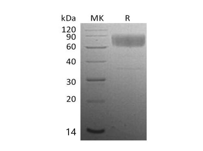 Валидация Elabscience PKSM041043(4970)