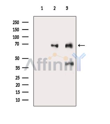 Валидация Affinity DF9148 - 21491