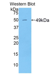 50500