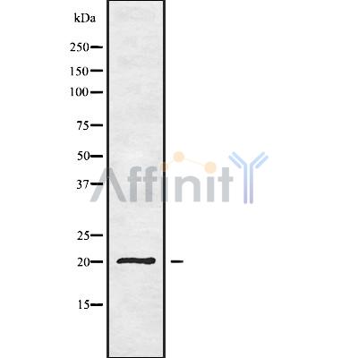 Валидация Affinity DF10063 - 5536