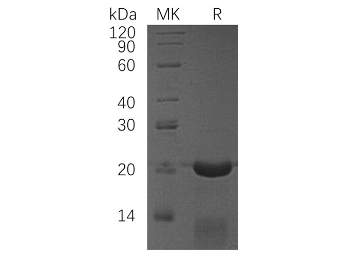 Валидация Elabscience PKSH033738(4016)