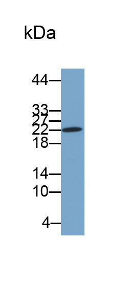 33113