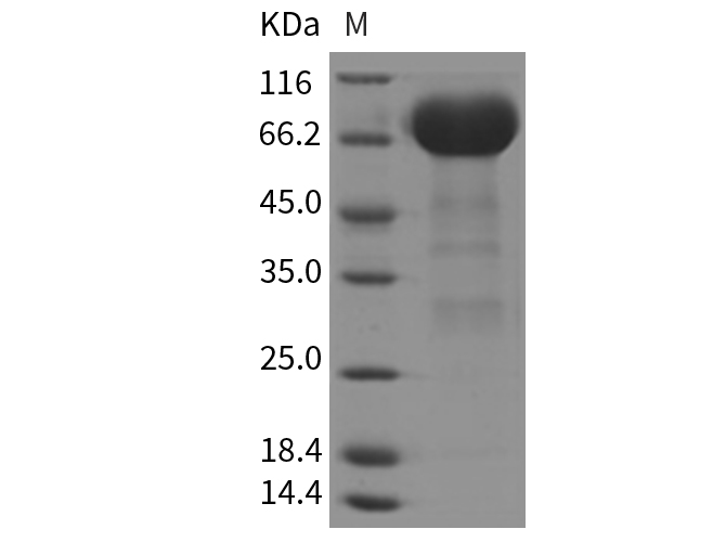 Валидация Elabscience PKSR030158(5524)