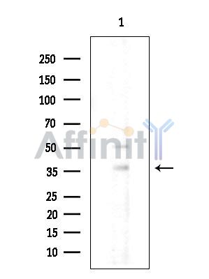 Валидация Affinity DF16039 - 12590