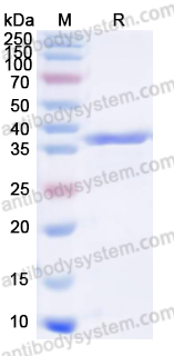 Валидация AntibodySystem YVV20301