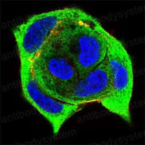 Валидация IF - AntibodySystem RHC95904