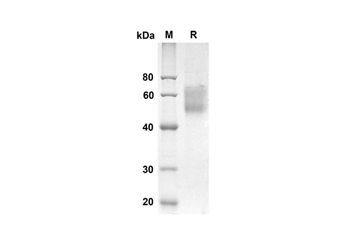 Валидация Elabscience PDMH100243(866)