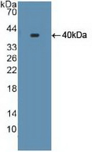59000