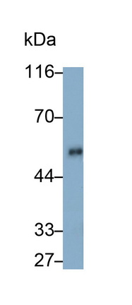 59089
