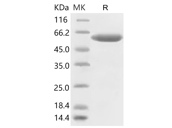 Валидация Elabscience PKSR030500(5804)