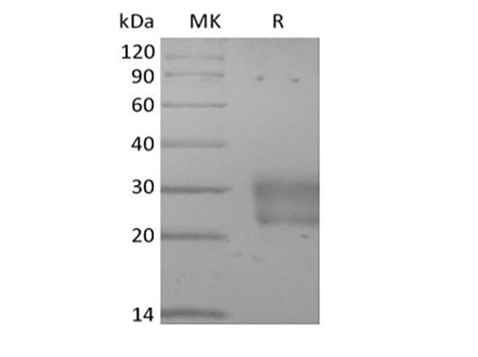 Валидация Elabscience PKSH033976(4206)