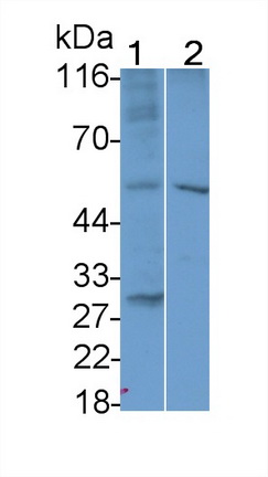 47974
