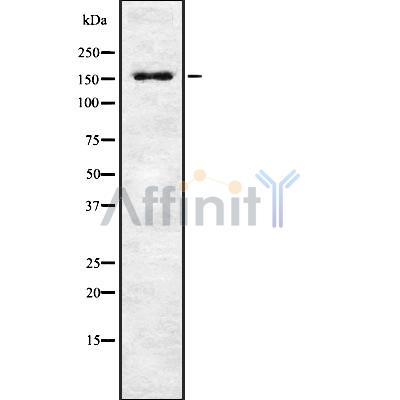 Валидация Affinity DF8741 - 20754