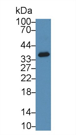 9724