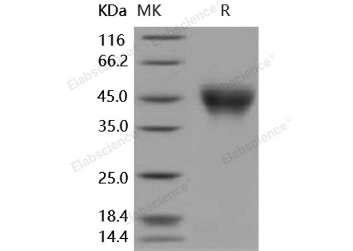 Валидация Elabscience PKSH031651(2305)