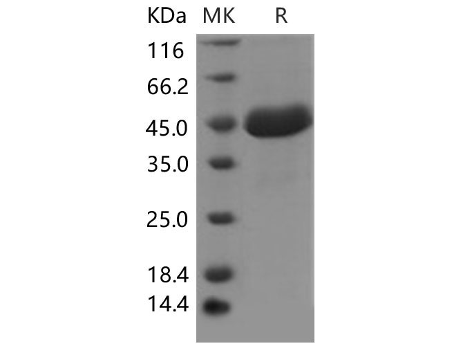 Валидация Elabscience PKSM040621(4606)