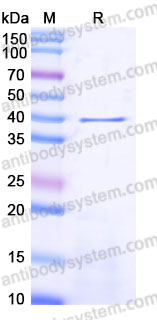 EHB93701, SDS-PAGE