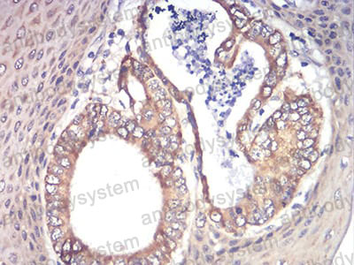 Валидация AntibodySystem RHA83002
