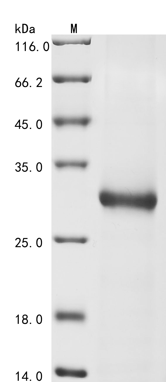SDS-PAGE