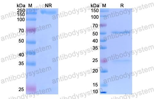 Валидация SDS-PAGE - AntibodySystem FRB96830